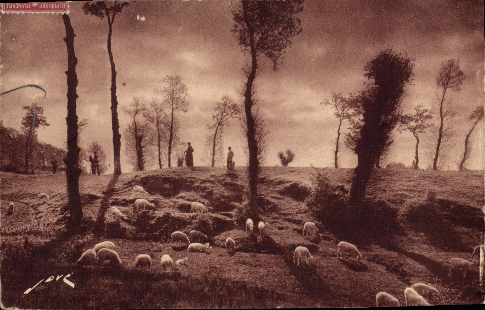 CPA En Limousin Paturage Moutons
