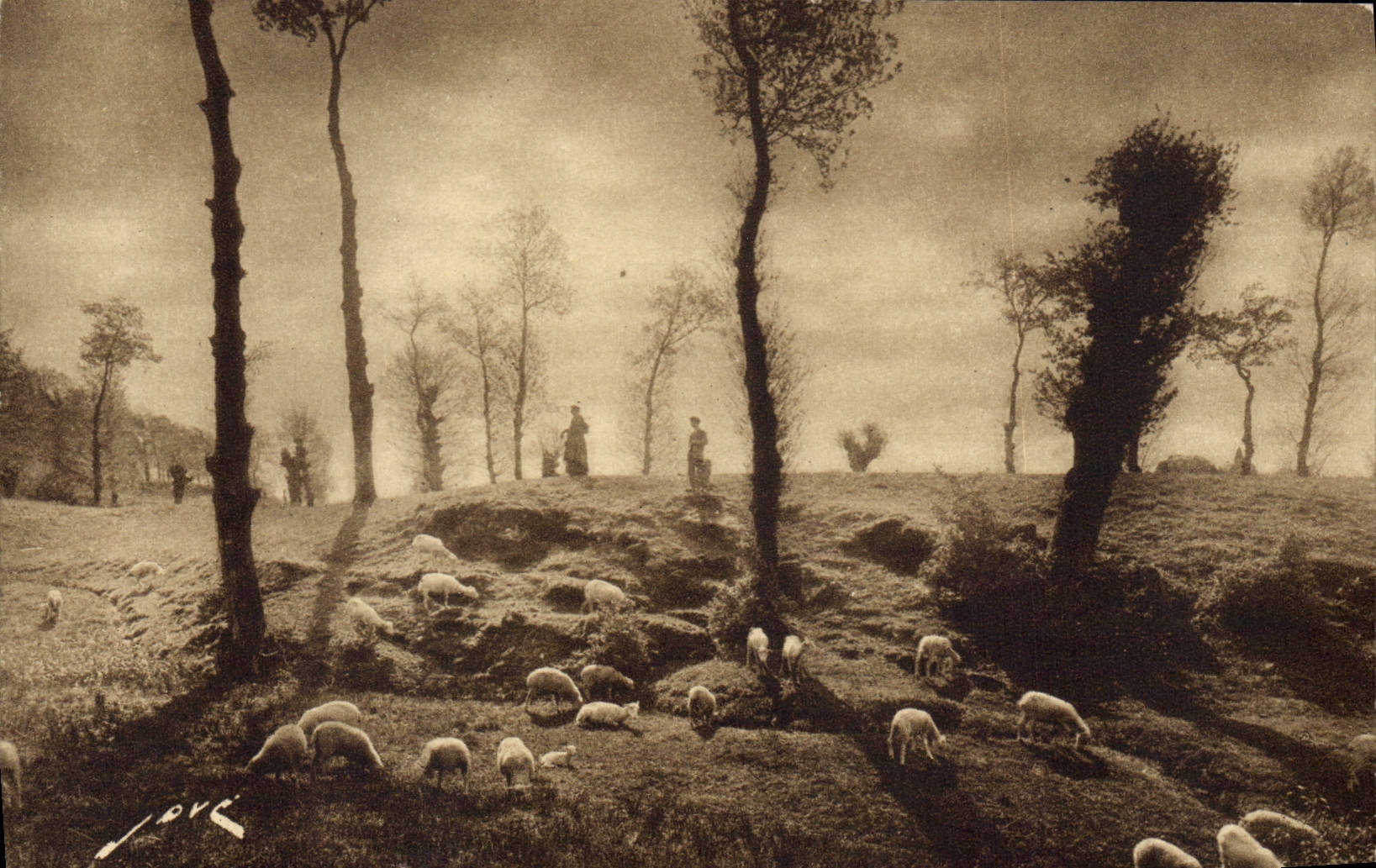CPA En Limousin Paturage Moutons
