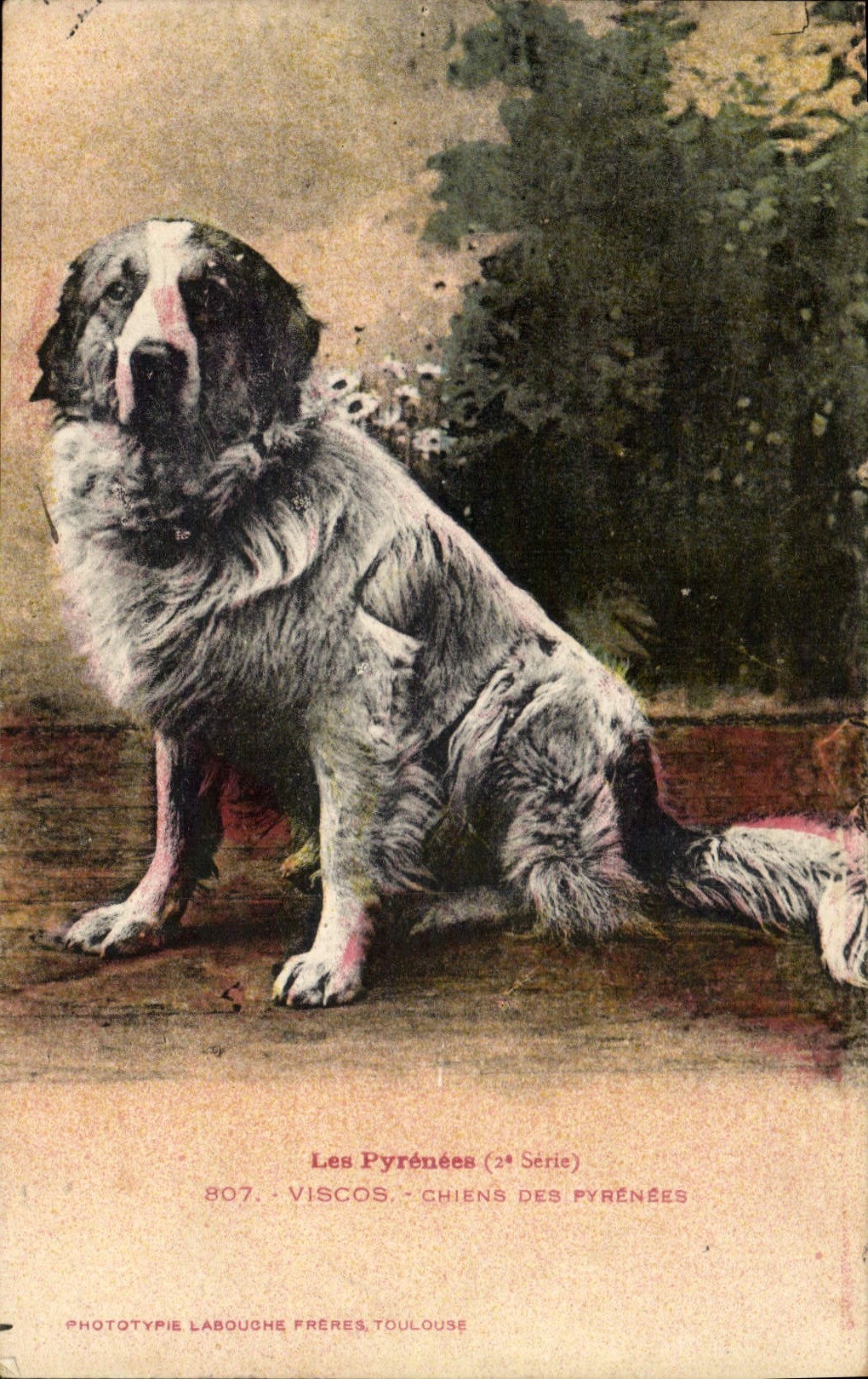 CPA Les Pyrenees Viscos Chien des Pyrenees