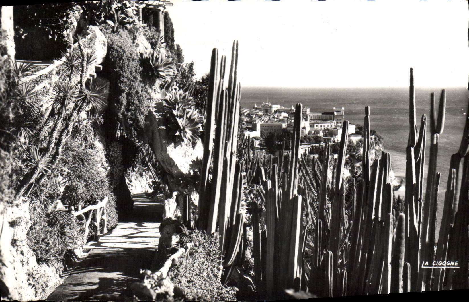 CPA Principaute de Monaco Le Jardin Exotique et vue sur le Rocher