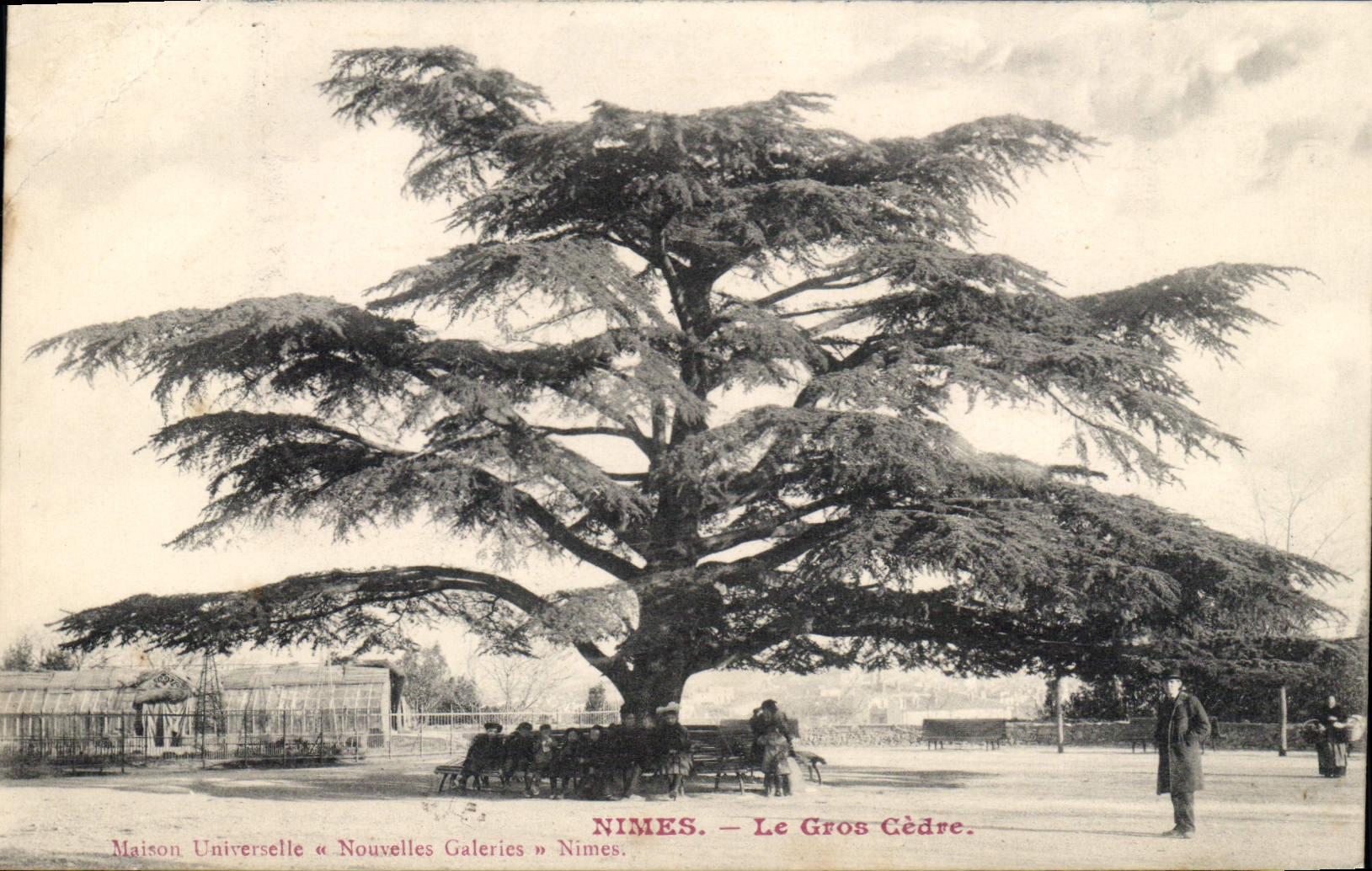 CPA Nimes Le Gros Cedre 