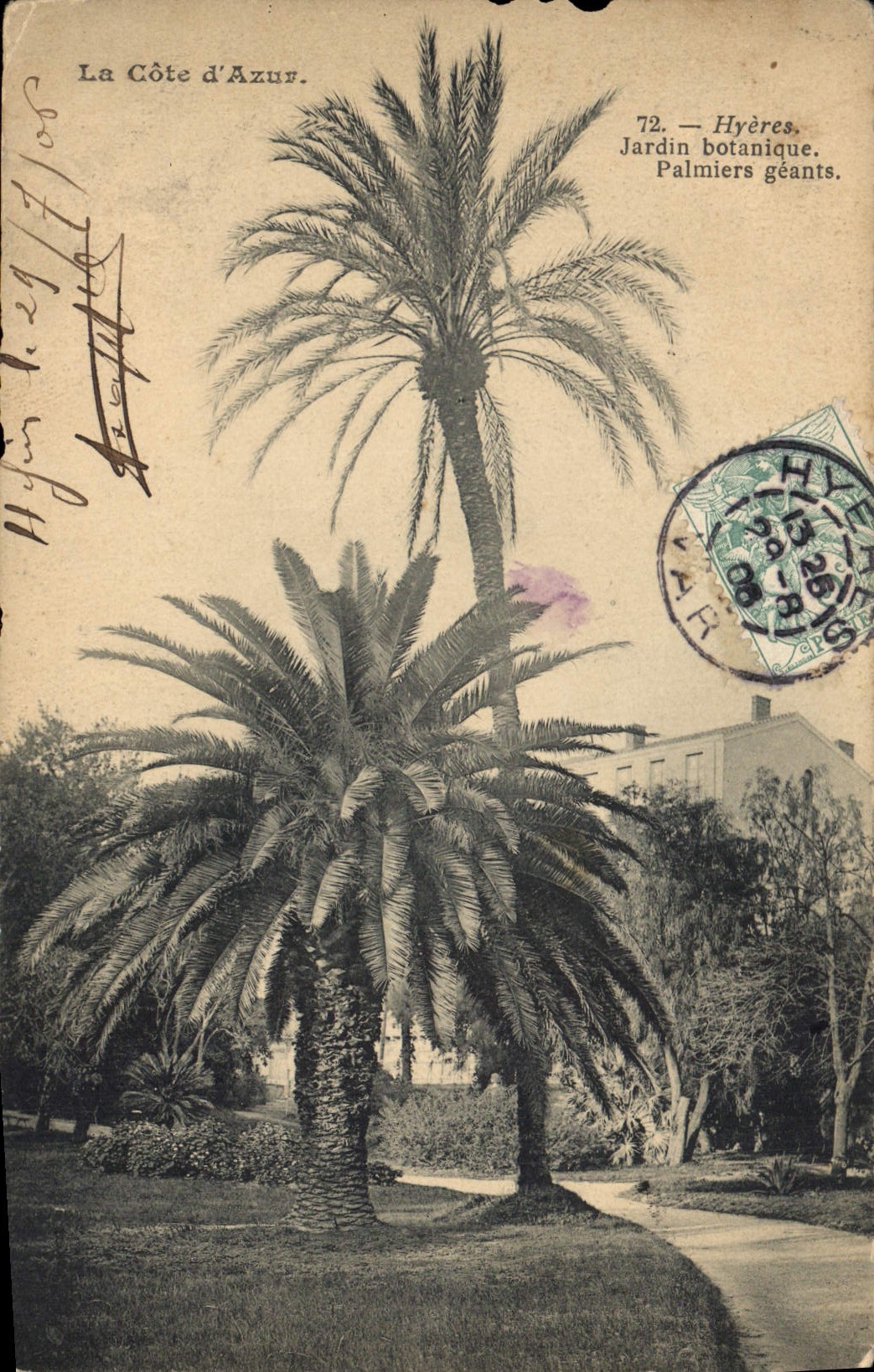 CPA La Cote d'Azur Hyeres jardin botanique Palmiers geants 