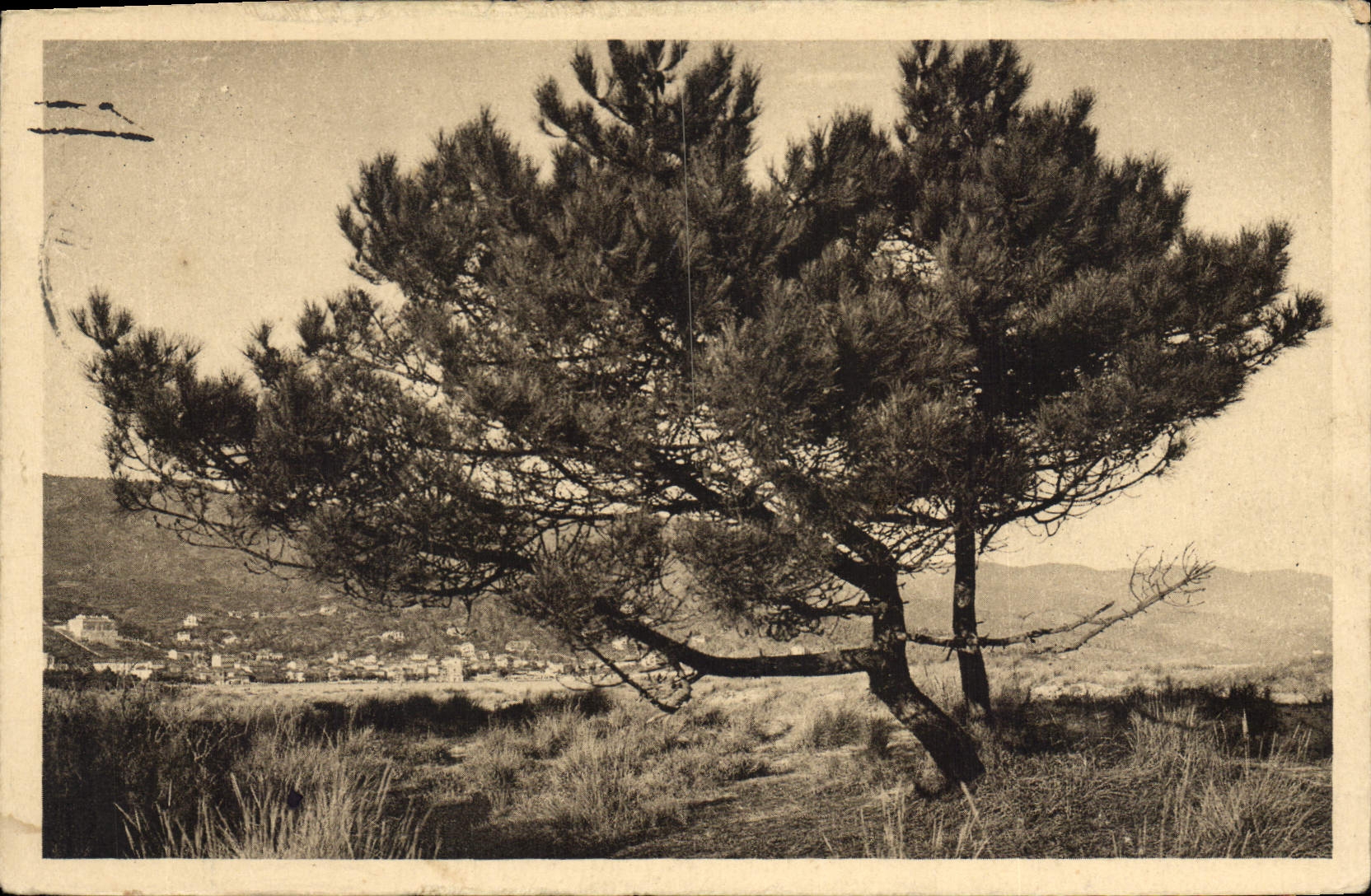 CPA Pins de Le Lavandou 