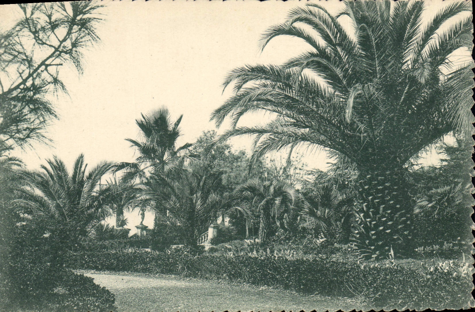 CPA La Cote d'Azur Toulon Le Mourillon Etude de Palmiers