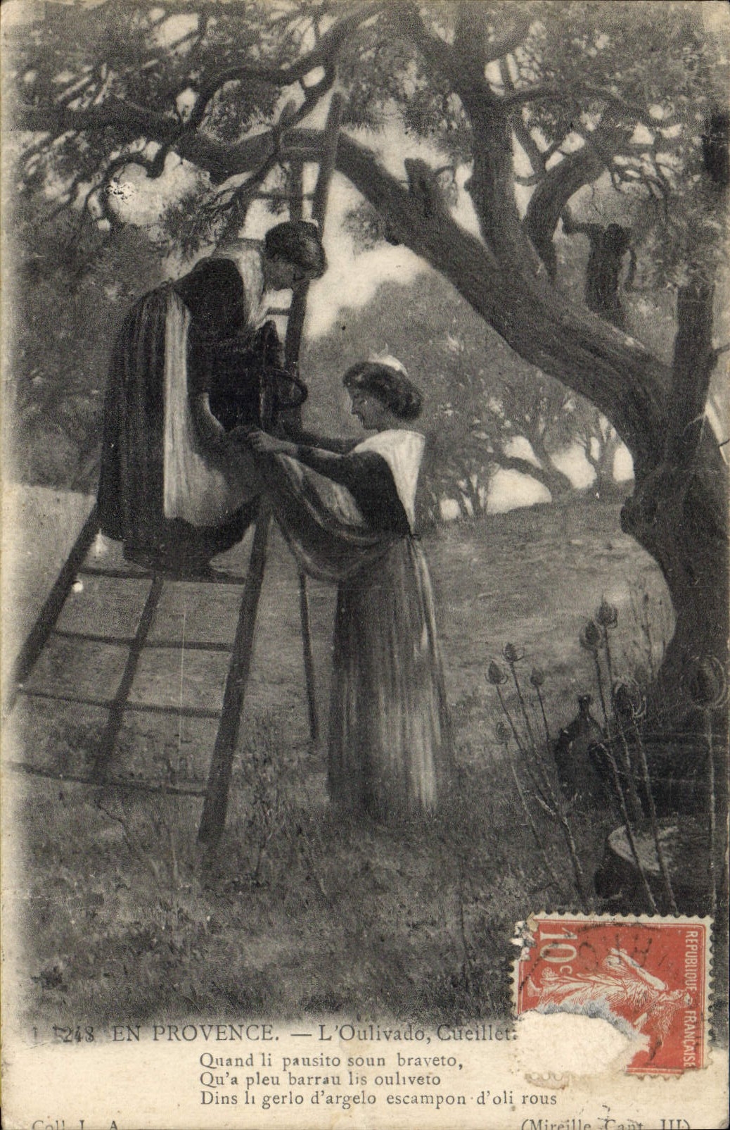 CPA En Provence l'Oulivado Cueillet