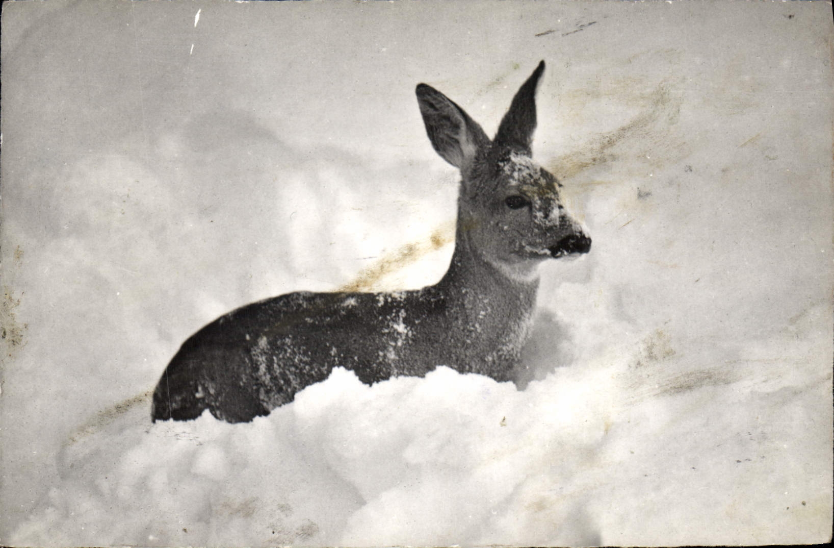 CPA Reh Chevreul Roe Im tiefen Neuschnee 