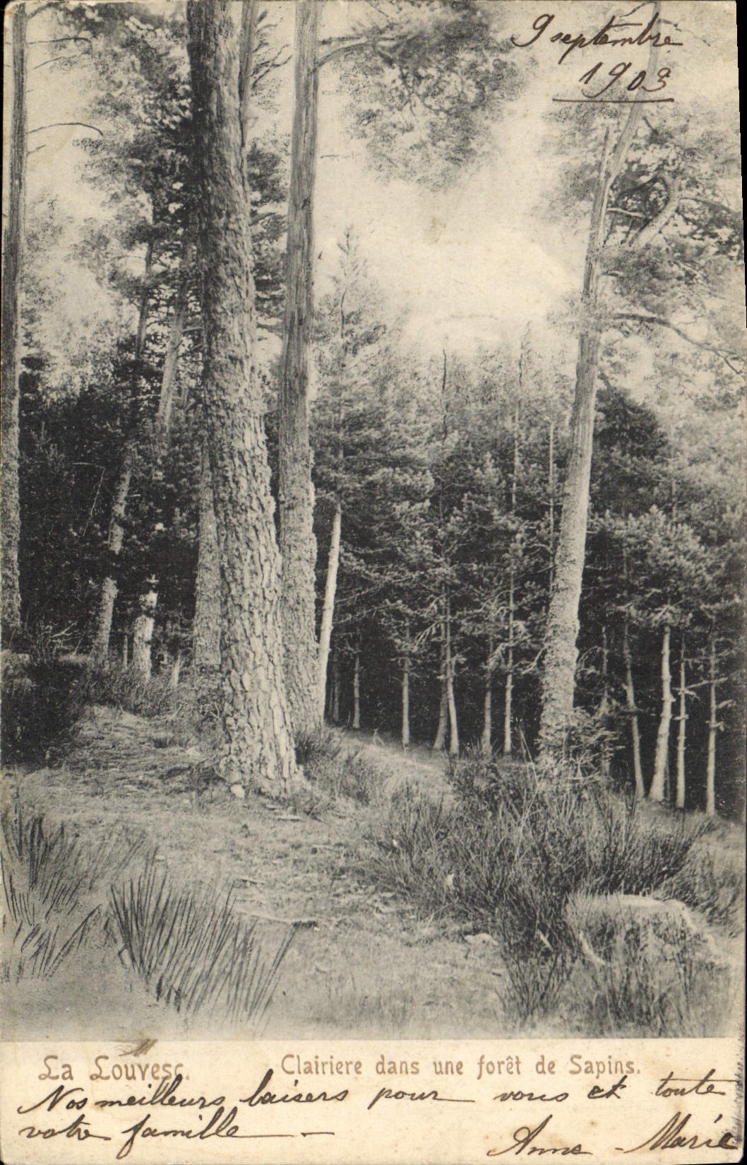 CPA La Louvesc Clairiere dans une foret de Sapins 