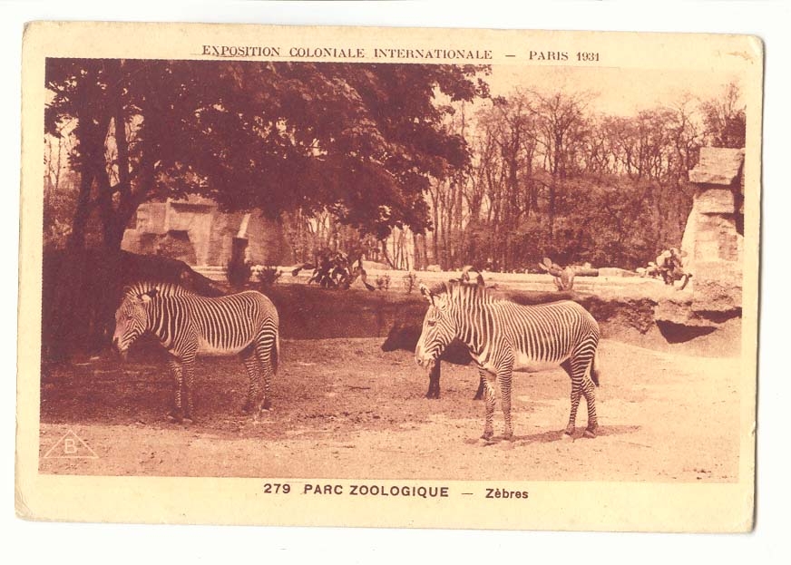 CPA Parc zoologique Zebres Exposition coloniale internationale Paris 1931