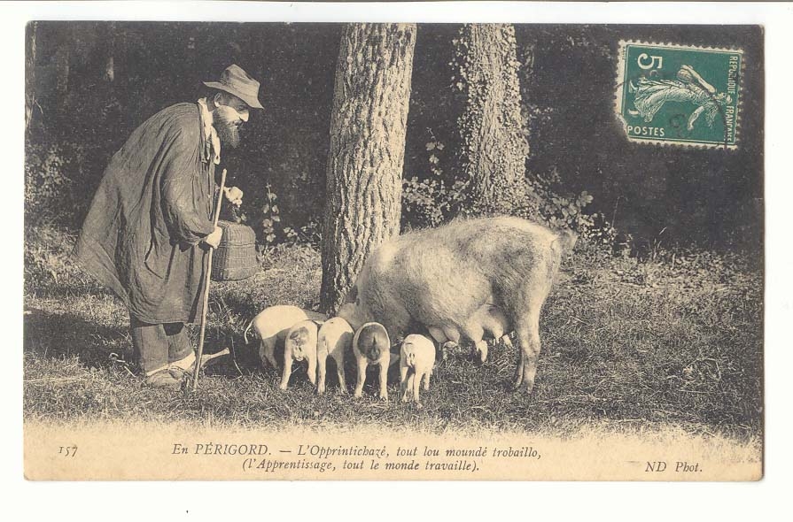 en Perigord CPA L'opprintichaze tou lou mounde trobaillo (l'aprpentissage tout le monde travaille) (cochons truffe) 