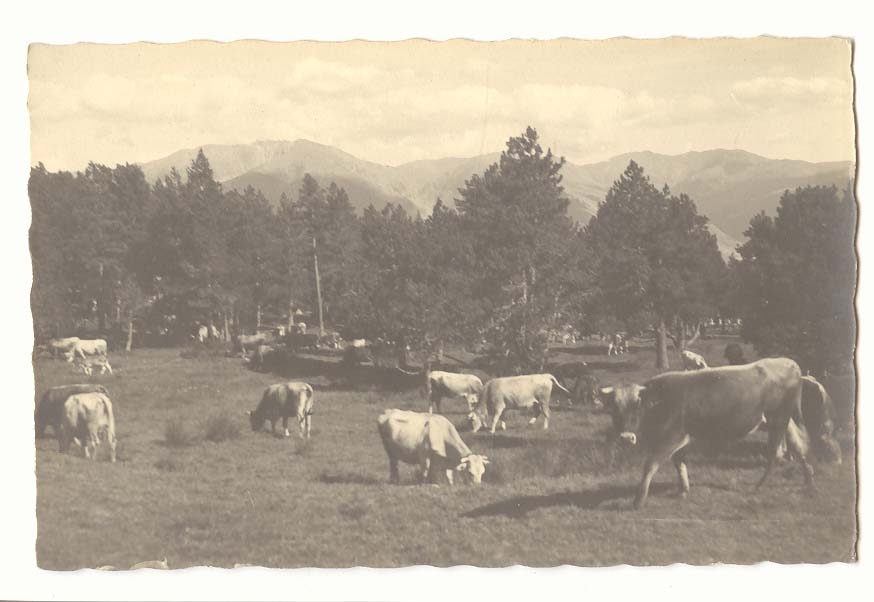 CPA Carte photo Font Romeu (vaches)