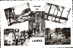 CPA Landes La Route En Foret Le Courant