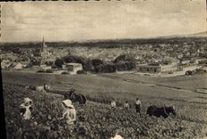 CPSM Champagne Pommery Greno Reims cueillette des raisins noirs