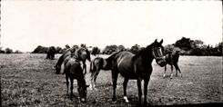 CPA Haras Du Pin Pur Sang