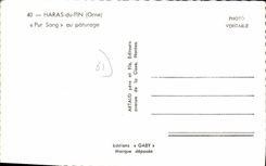 CPA Haras Du Pin Pur Sang