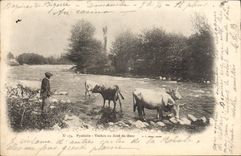 CPA Pyrenees Vaches Au Bord Du Gave