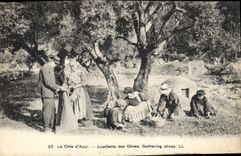 CPA cueillette des olives côte d'azur