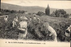 CPA cueillette du jasmin côte d'azur