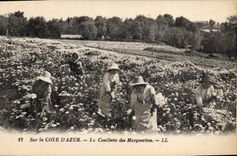 CPA cueillette des marguerites côte d'azur