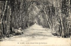 CPA ALGER jardin d'essai allée des bambous