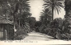 CPA ALGER une allée du jardin d'essai