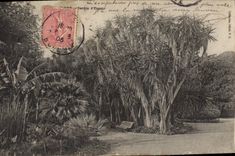 CPA ALGER jardin d'essai