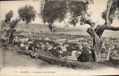 CPA ALGER à travers les oliviers