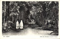 CPA ALGER jardin d'essai allée des bambous