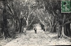 CPA ALGER allée des Caoutchoucs au jardin d'essai