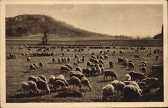 CPA En Provence Troupeau De Moutons Au Pied De La Montagne des Cordes