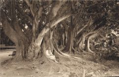 CPA Alger Vue Dans Le Jardin D'Essai