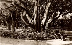 CPA Alger Jardin D'Essai Ficus