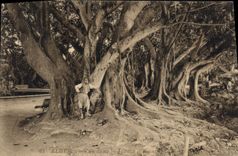 CPA Alger Vue Dans Le Jardin d'essai