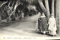 CPA Alger Jardin D'Essai Allee Des Fyuccas