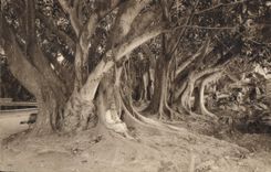 CPA Alger Vue Dans Le Jardin D'Essai