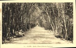 CPA Alger Jardin D'Essai allee Des bambous