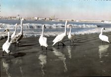 CPSM Royan Hiver 1963 Le Sejour Des Cygnes Sur Les plages
