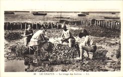 CPA Le Chapus Le Triage Des huitres