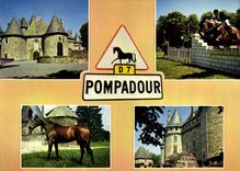 CPSM Pompadour Premier Centre Hippique D'Europe
