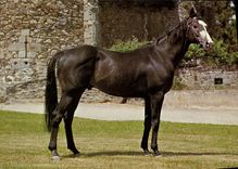 CPSM Pompadour Mitainvillier Haras