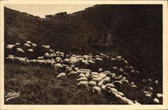 CPA Moutons Dans Les Bois