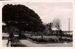 CPA Juan Les Pins Le Square Du Gros Pins
