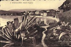 CPA Juan Les Pins Etude D'Agaves
