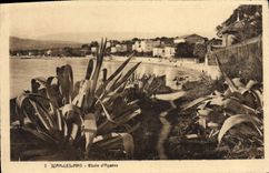 CPA Juan Les Pins Etude D'Agaves