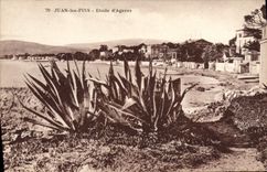 CPA Juan Les Pins Etude D'Agaves