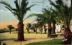 CPA Dinard Les palmiers de la Promenade Claire de lune