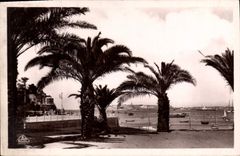 CPA Dinard Les Palmiers Au Fond St Malo Brittany