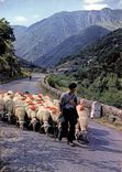 CPSM Le Mont Aigoual Les Cevennes Touristiques