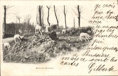 CPA Moutons Marchois