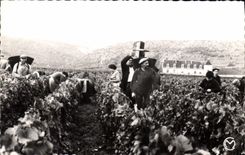 CPA Les Vendanges En Bourgogne