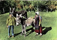 CPSM Scenes Et Costumes Morvandeuax Le Soir On Rentre Les Anes